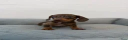 Dachshund dogs for sale: Miniature Dachshund  - Advert 7
