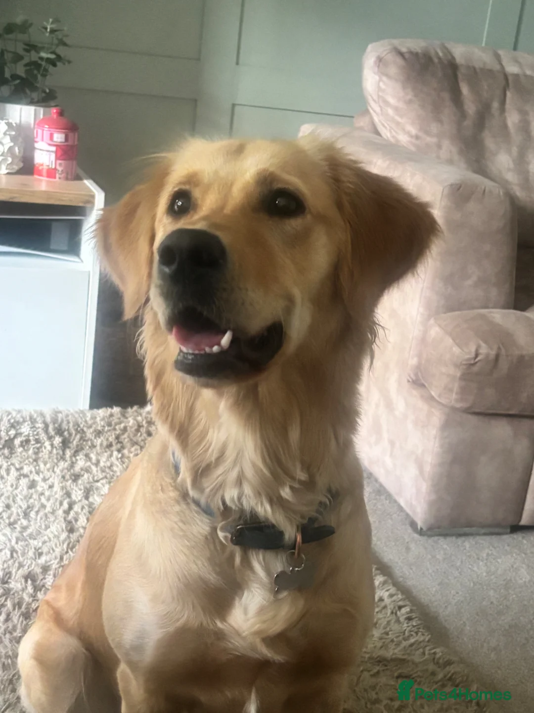 Golden Retriever dogs for sale: KC Golden Retrievers - Now taking reservations  in Barnsley - Advert 2