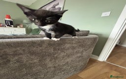 Mixed Breed cats for sale: Kittens ready for their new homes - Image 12