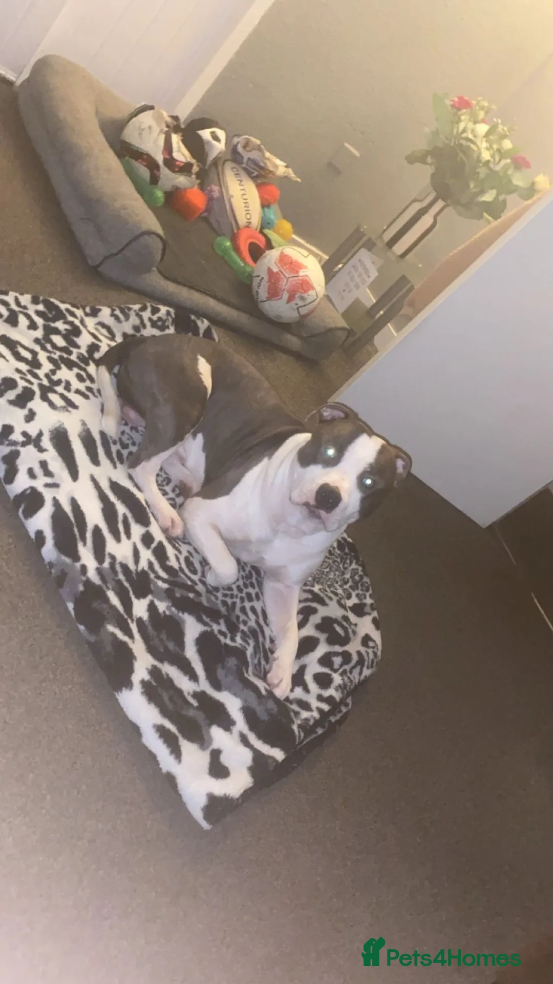 Staffordshire Bull Terrier dogs for stud: 2.5 year old blue and white staffy for stud  in Glasgow - Advert 5
