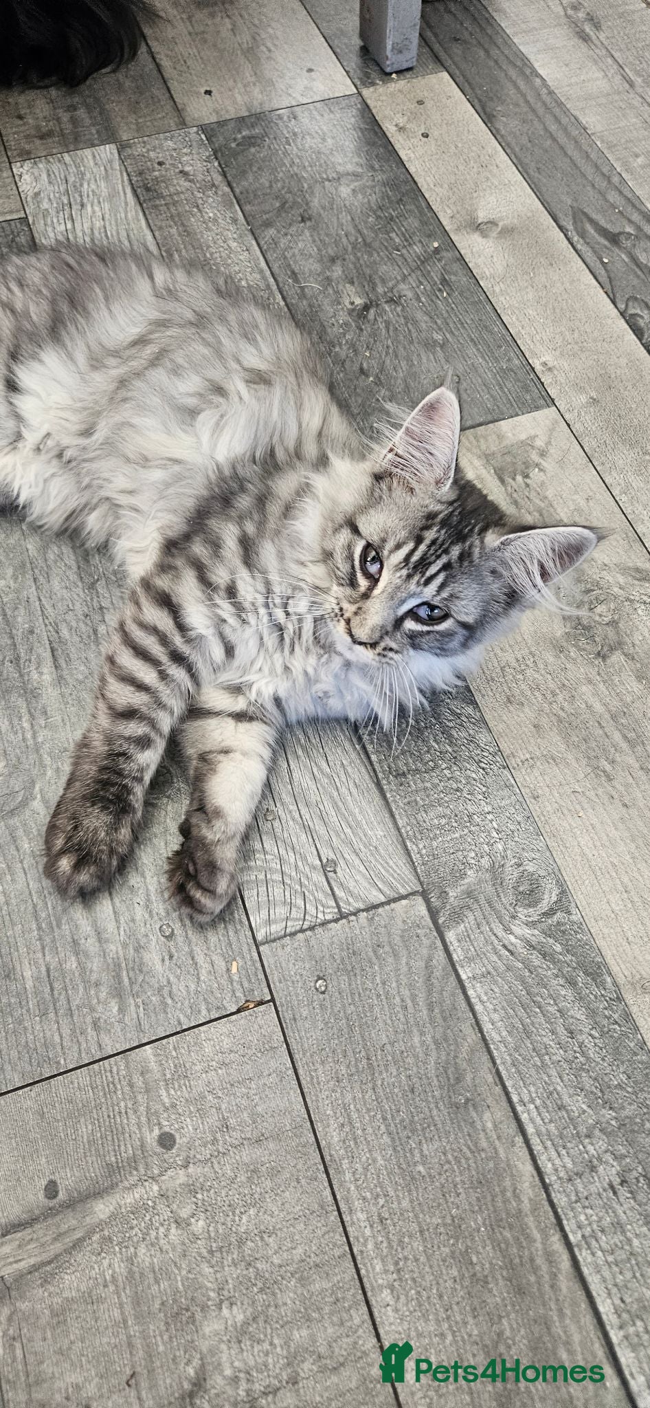 Maine Coon cats Stunning xl TICA Registered Maine coon Kittens  - Advert 2