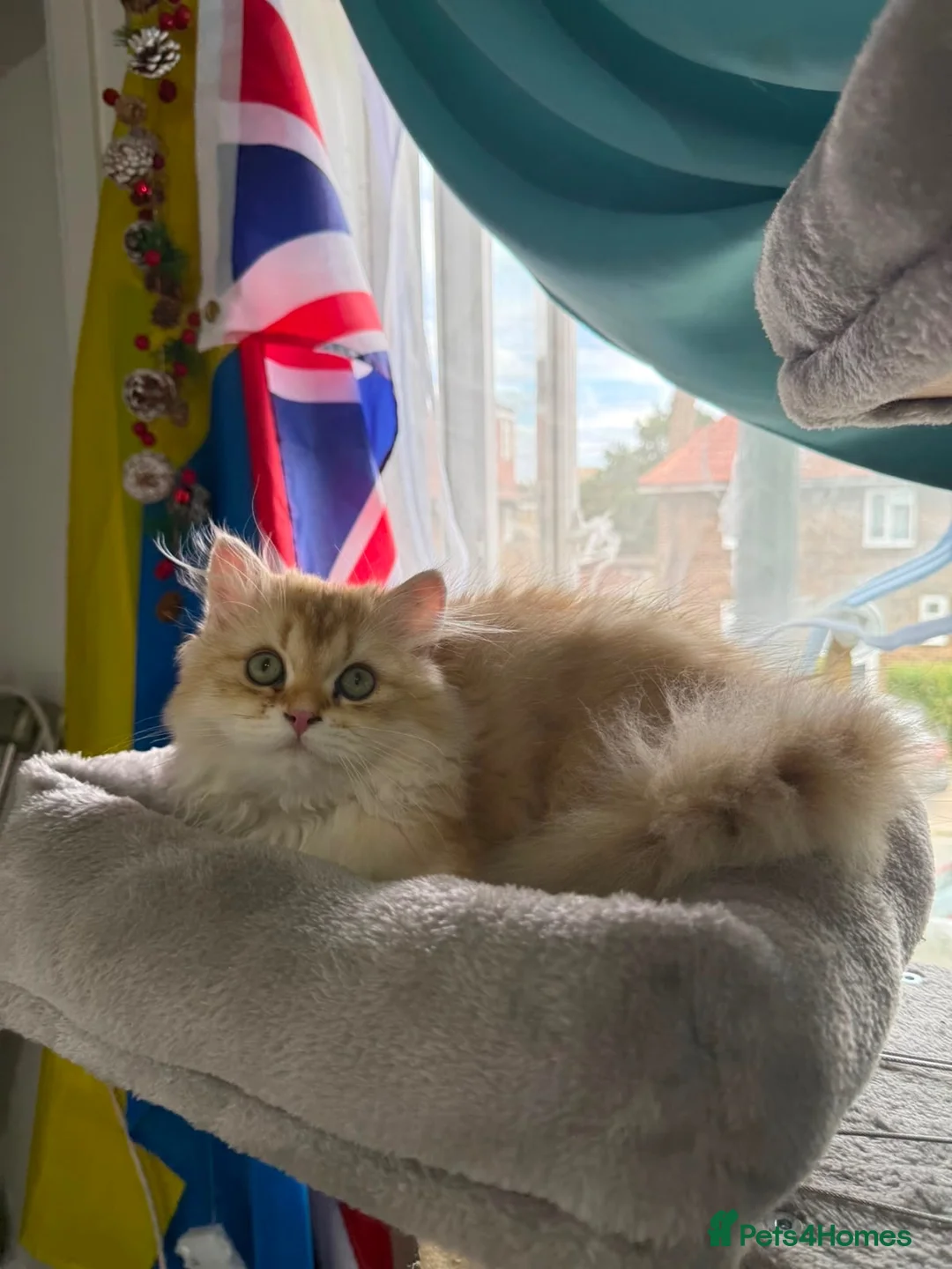 British Longhair cats for sale: GCCF reg British Longhair Chocolate Golden Male - Advert 7