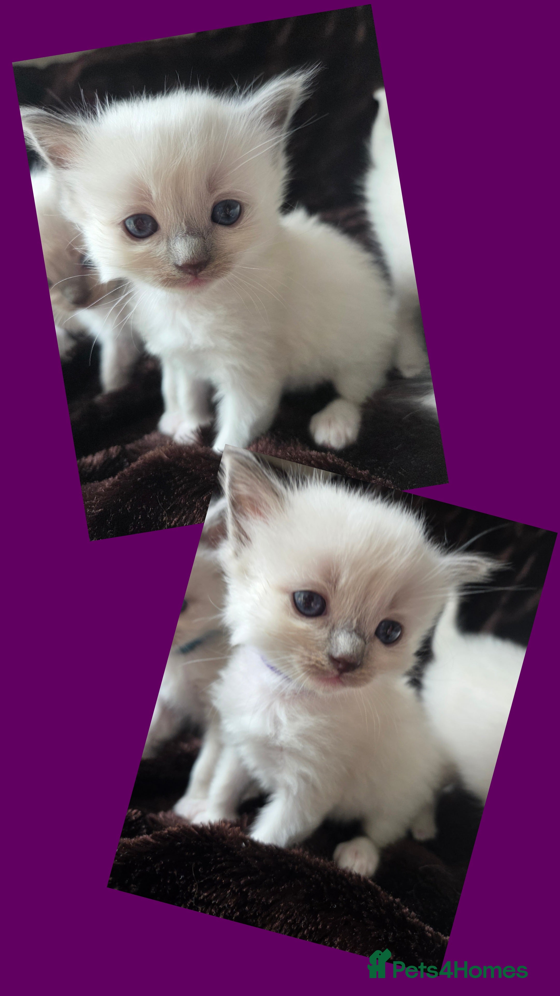 Ragdoll cats EXTENSIVELY TESTED LILAC&BLUE GCCF RAGDOLL KITTENS - Advert 2