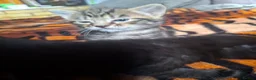 Mixed Breed cats for sale: KITTENS FOR SALE in Bristol - Advert 7