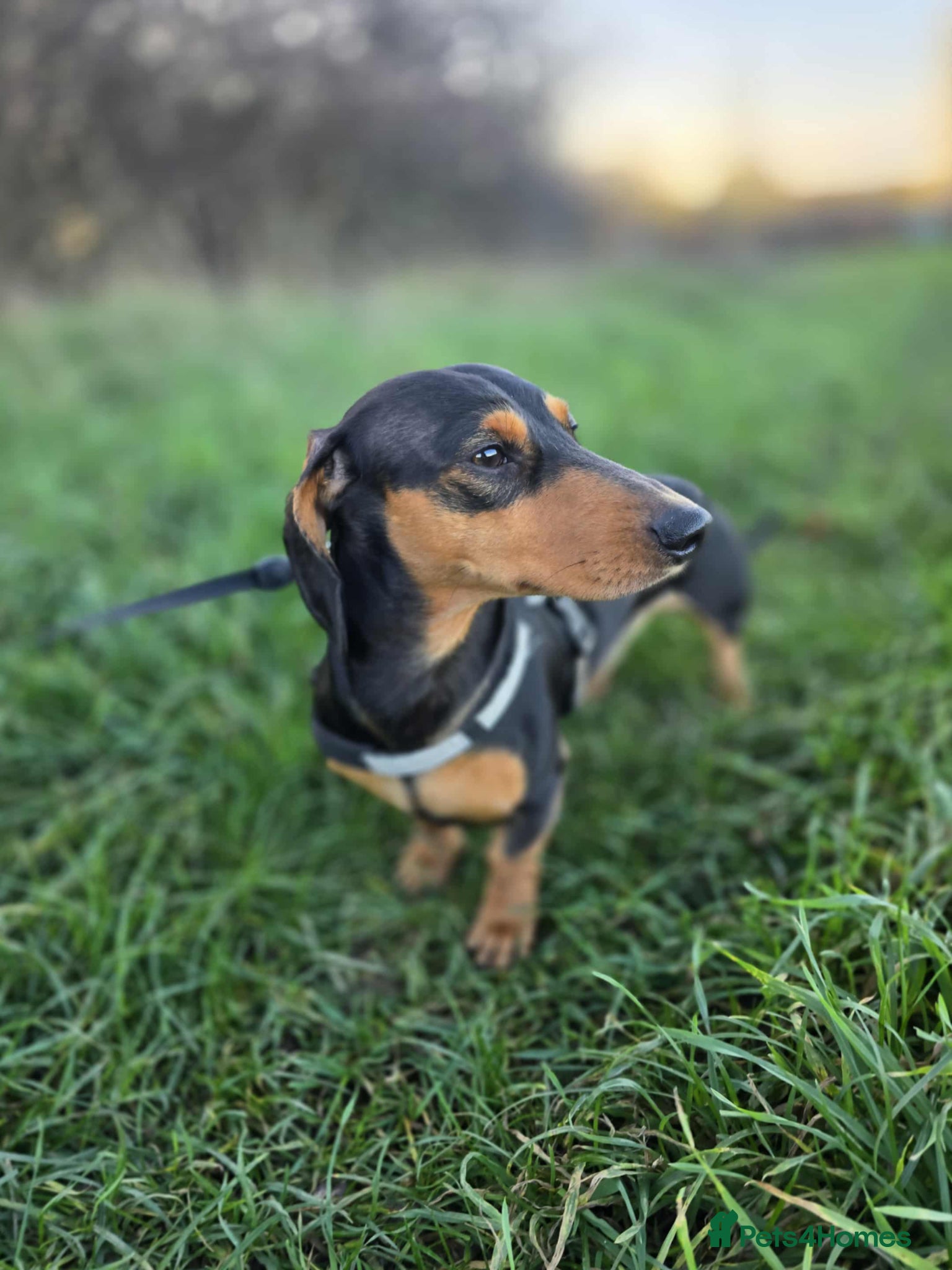 Dachshund dogs Studding out my male dashound   - Advert 1