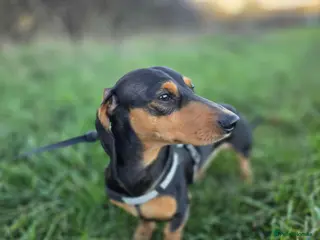 Dachshund dogs Studding out my male dashound - Advert 1