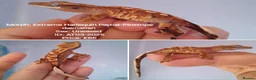 Gecko reptiles for sale: Various Crested Geckos, mixed morphs for sale  - Advert 4