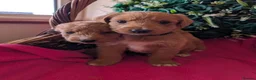 Australian Labradoodle dogs for sale: Stunning Red Australian Labradoodle puppies  - Advert 13