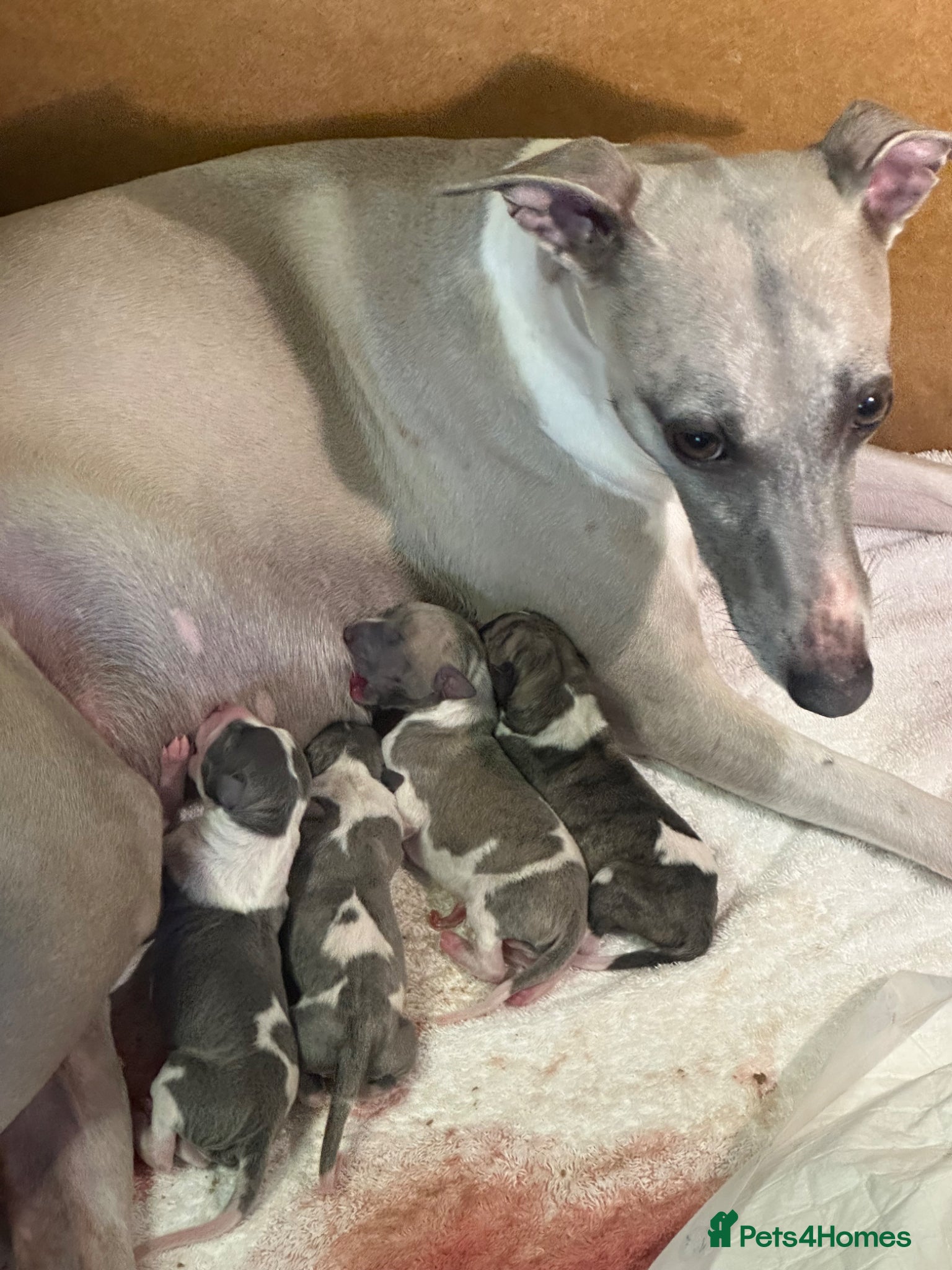 Whippet dogs KC Whippet Puppies Champion Sired Ready June  - Advert 1