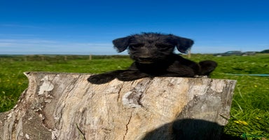 Mixed Breed dogs - Advert 11