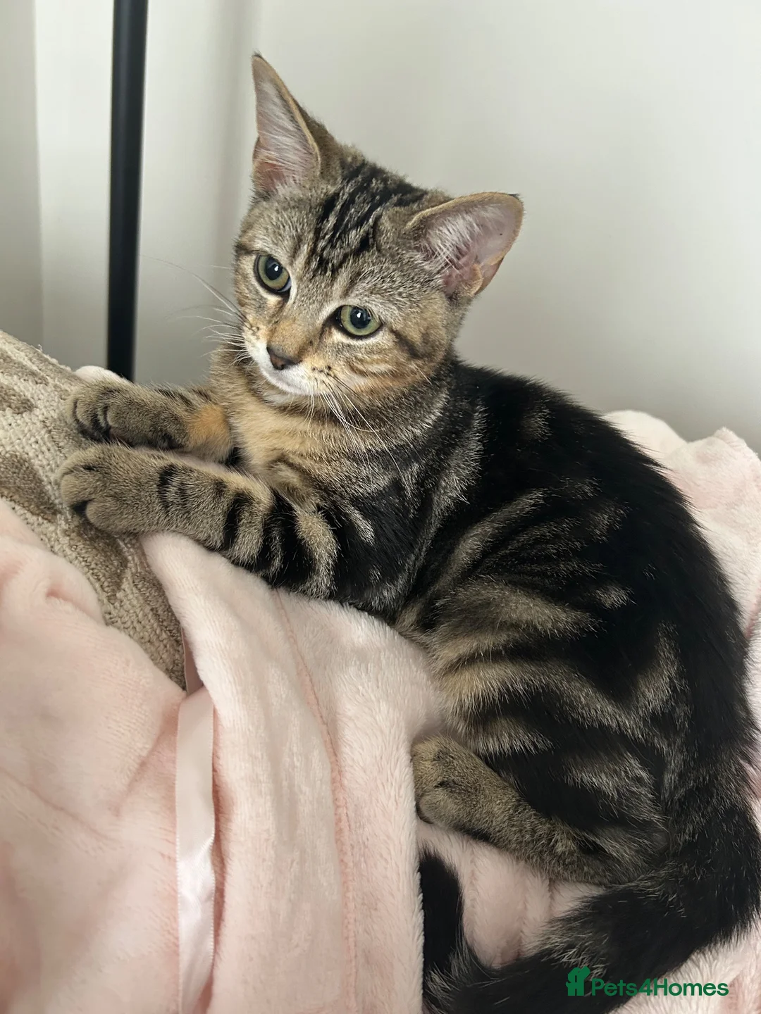 Mixed Breed cats for sale: Female kitten 3 months in Liverpool - Advert 3