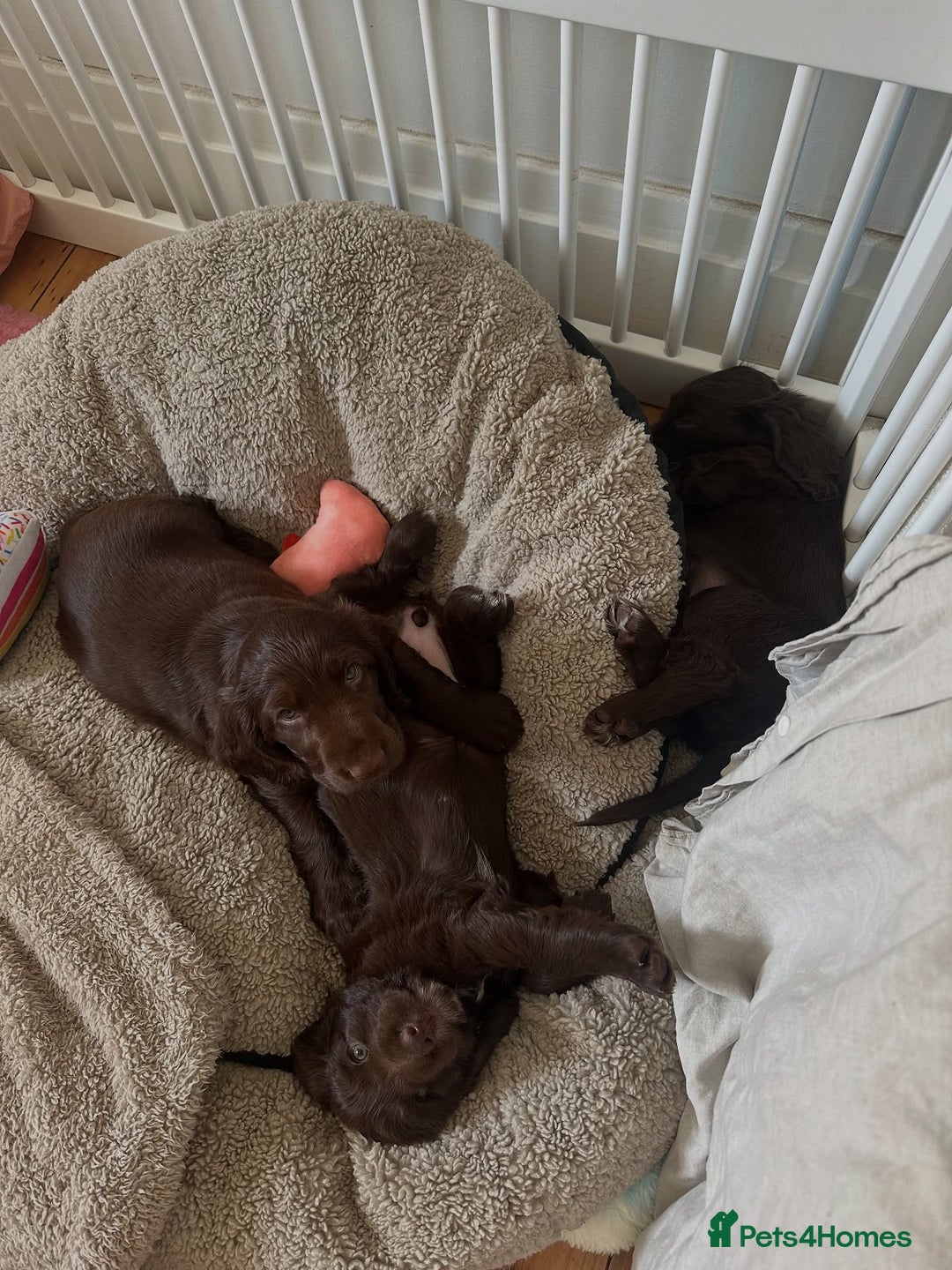 Field Spaniel dogs for sale: Field Spaniel Pups–Healthy, Happy, and Socialized! - Advert 8