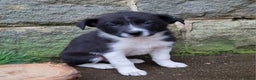 Border Collie dogs for sale: 🐾 Border Collie Pups for Sale 🐾 - Advert 6