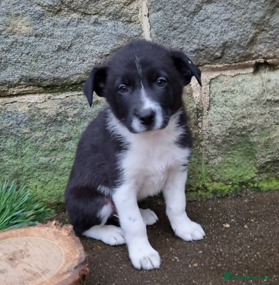 Border Collie dogs for sale: 🐾 Border Collie Pups for Sale 🐾 - Advert 6