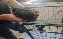 Rottweiler dogs for sale: Rottweiler puppy's  in Stoke-on-Trent - Image 9