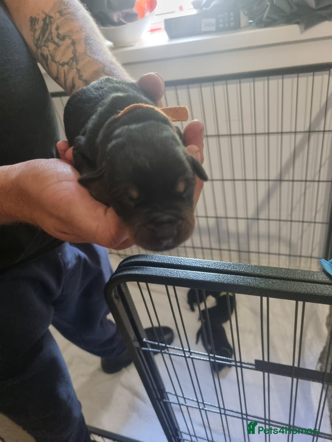 Rottweiler dogs for sale: Rottweiler puppy's  in Stoke-on-Trent - Image 9