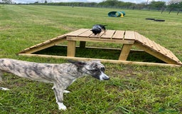 Mixed Breed dogs for sale: Bears looking for a loving new home - Image 5
