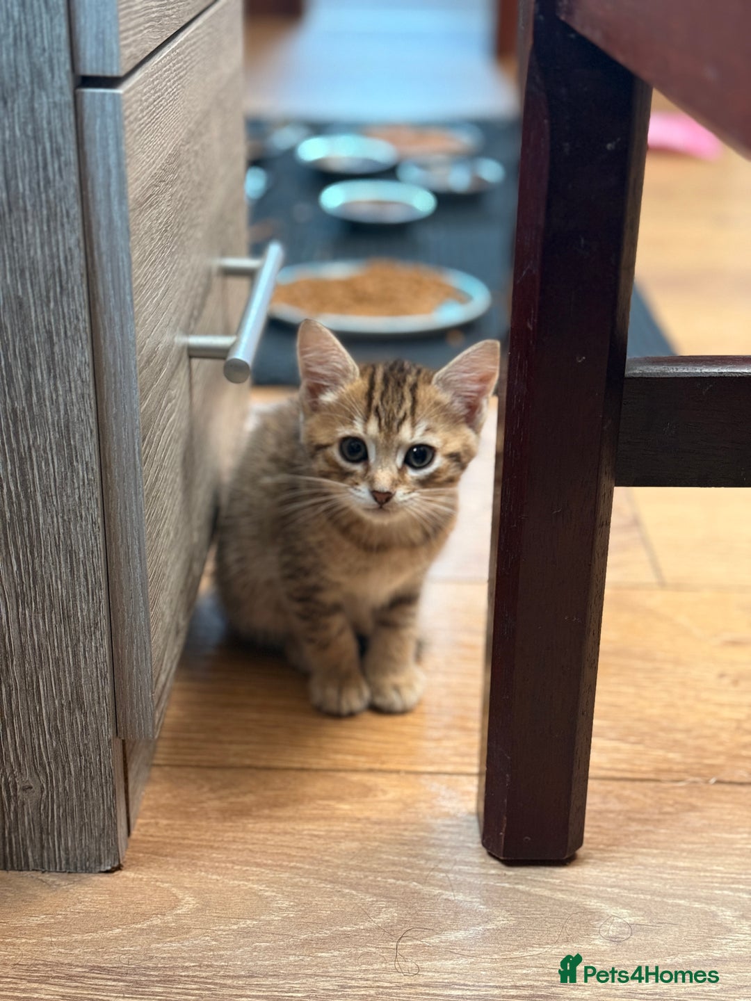 Mixed Breed cats for sale: Cutest kittens!  - Image 13