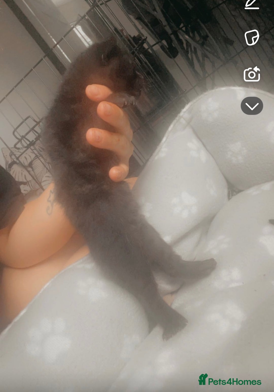 Bengal cats for sale: 4 Bengal kittens for sale  - Image 4