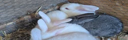 Continental Giant rabbits for sale: Continental cross French lop  - Advert 4