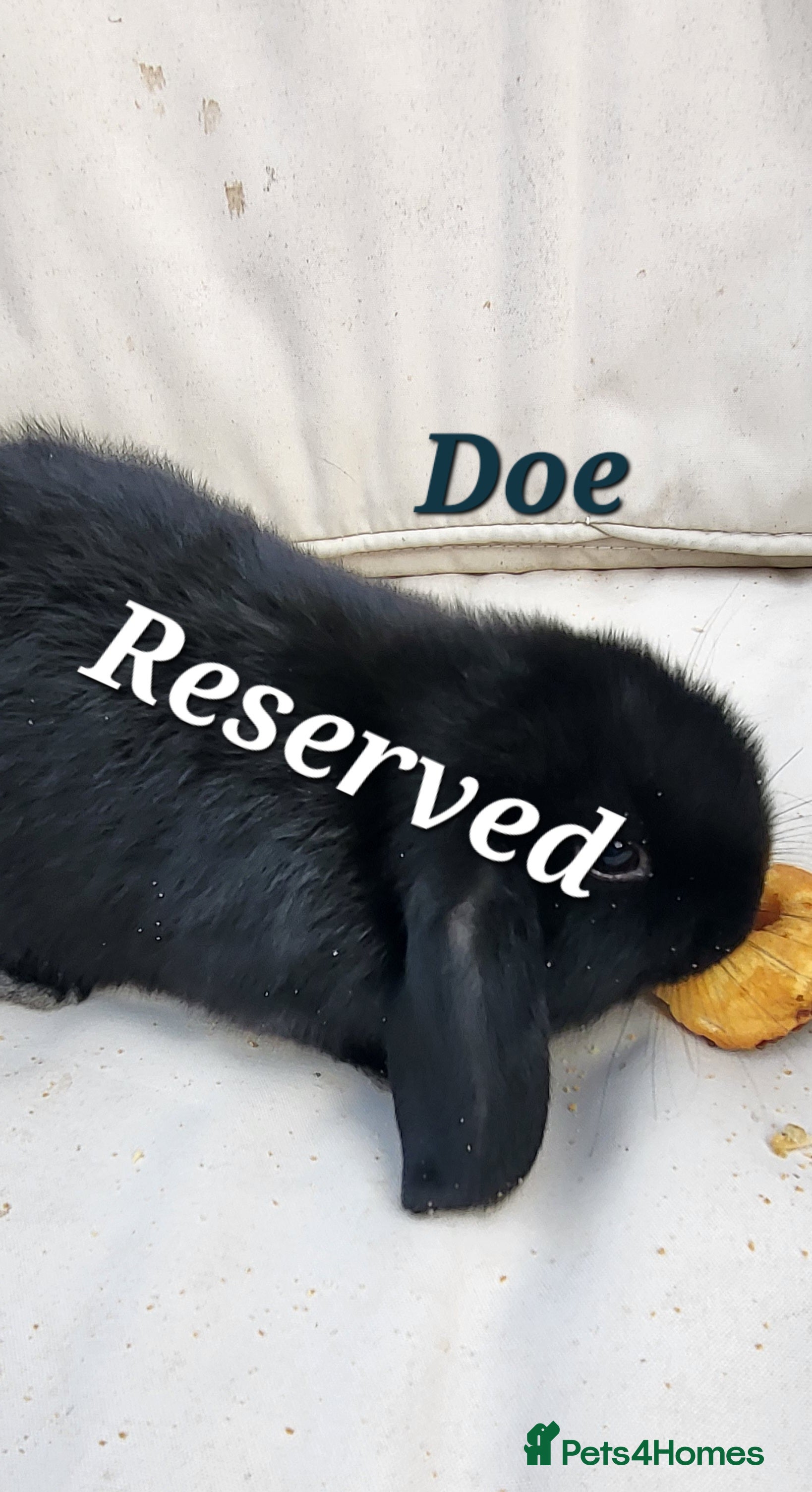 Mini Lop rabbits  Adorable Baby Rabbits Ready for Loving Homes  - Advert 15