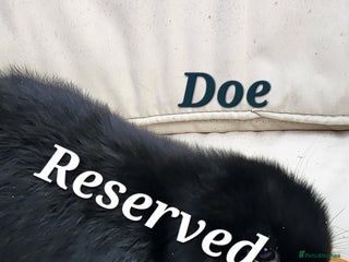 Mini Lop rabbits Adorable Baby Rabbits Ready for Loving Homes - Advert 10