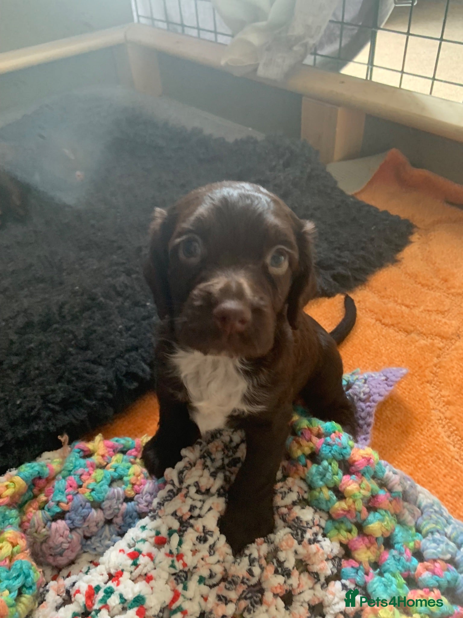 Cocker Spaniel dogs Working cocker spaniel Puppy’s  - Advert 8