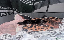 Maine Coon cats for sale: Russian XL maine coons looking HOME!❤️❤️❤️ - Image 3