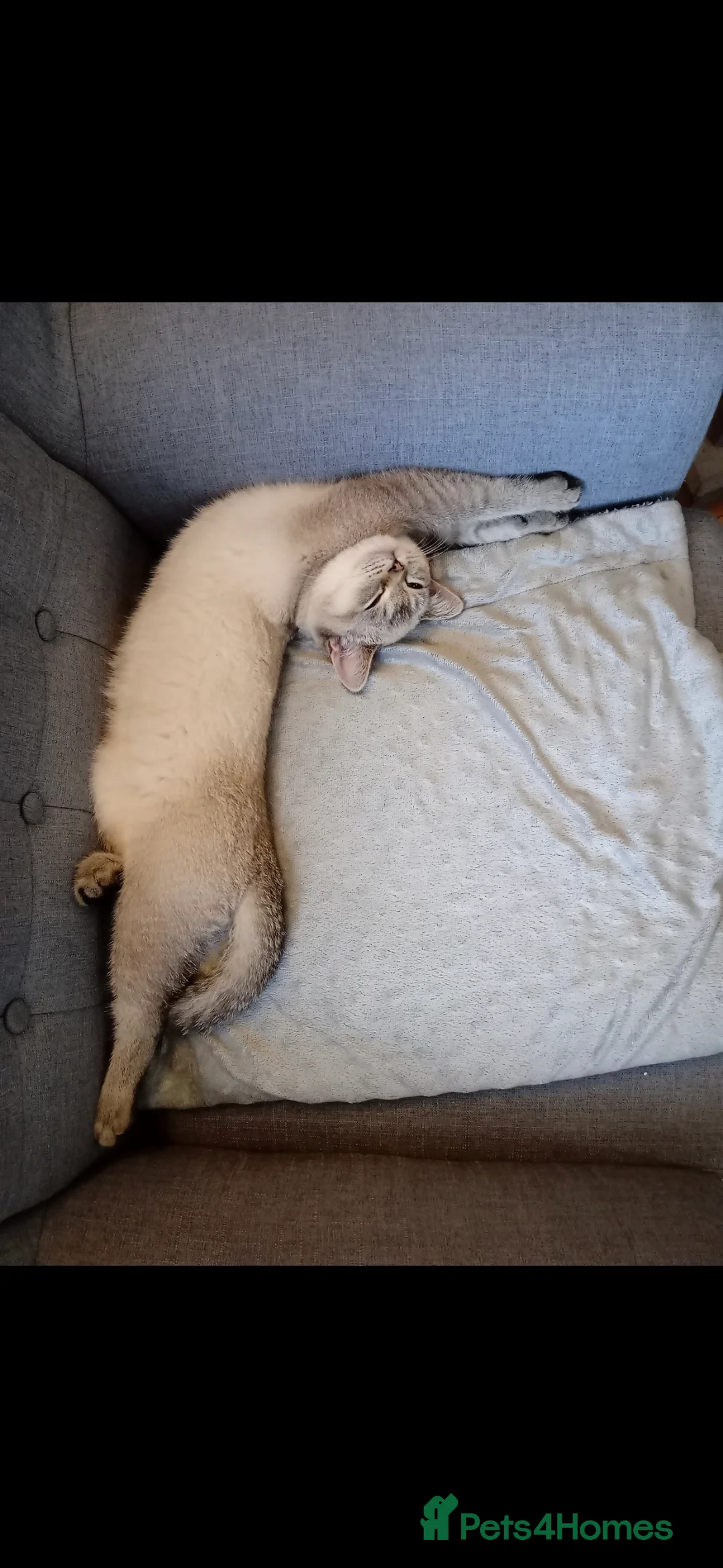 British Shorthair cats for sale: British shorthair colourpoint - Advert 2