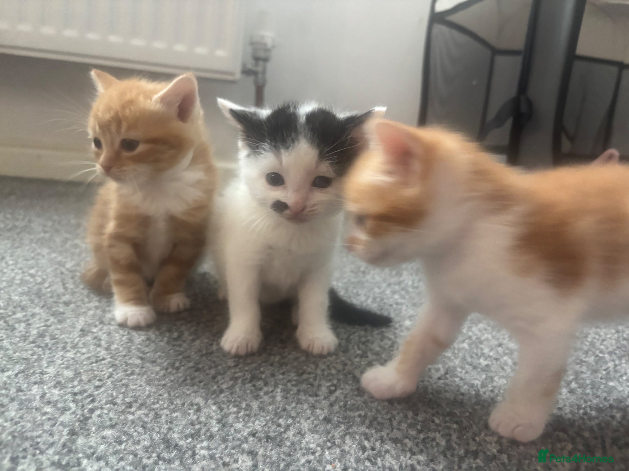 Mixed Breed cats gorgeous litter of kittens - Advert 1