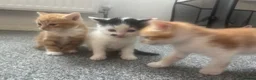 Mixed Breed cats for sale: gorgeous litter of kittens in Coventry - Advert 1