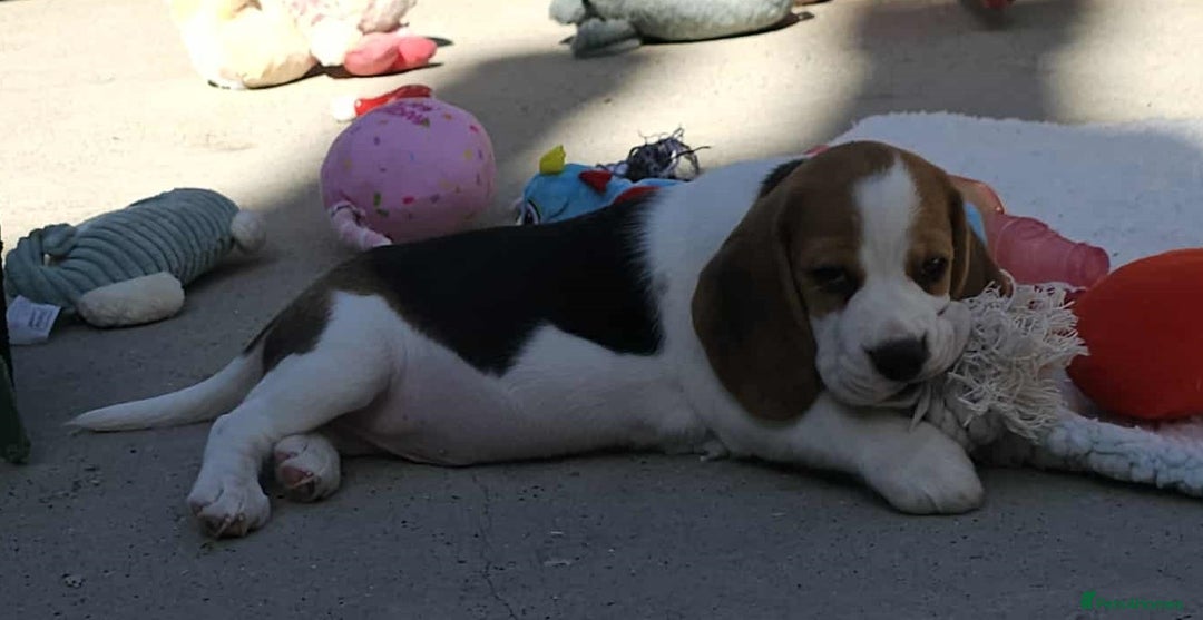 Beagle dogs for sale: Stunning KC Reg Beagle Pups - Ready Now - Image 20