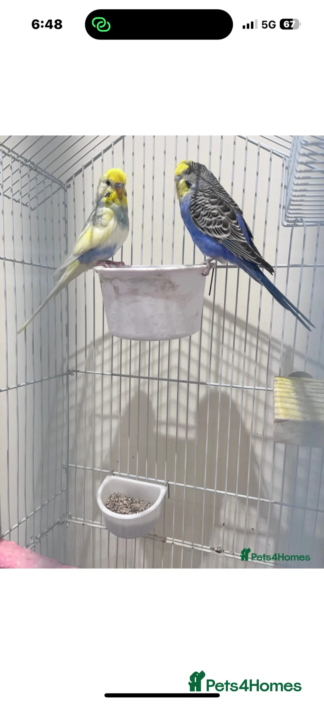 Budgerigars birds for sale: 2 beautiful budgies  in Wirral - Advert 4