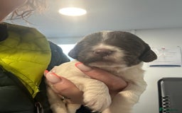 English Springer Spaniel dogs for sale: KC registered Springer spaniels puppies  - Image 12