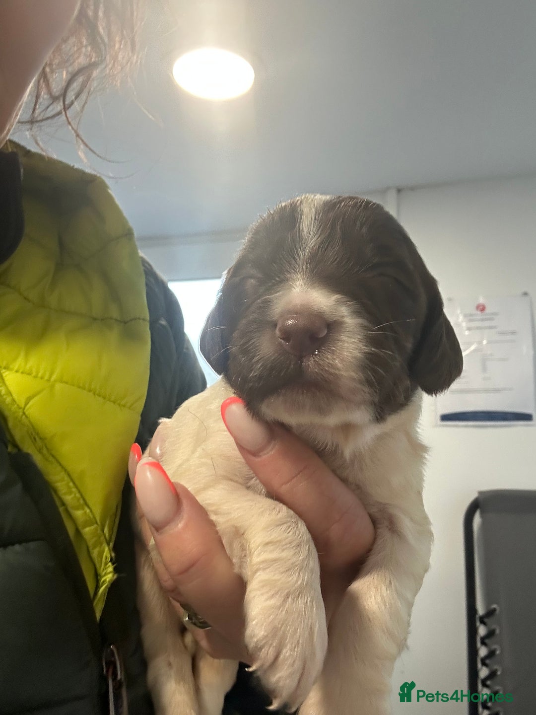 English Springer Spaniel dogs for sale: KC registered Springer spaniels puppies  - Image 12