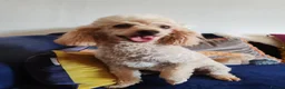 Schnoodle dogs for sale: Stunning Schnoodles - Advert 7