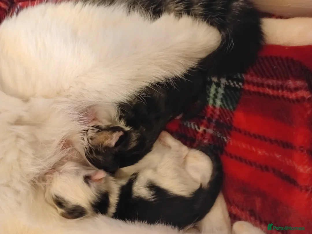 Mixed Breed cats for sale: Kittens in Burnley - Advert 2