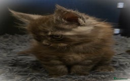 Maine Coon cats for sale: GCCF Maine Coon kittens  - Advert 32