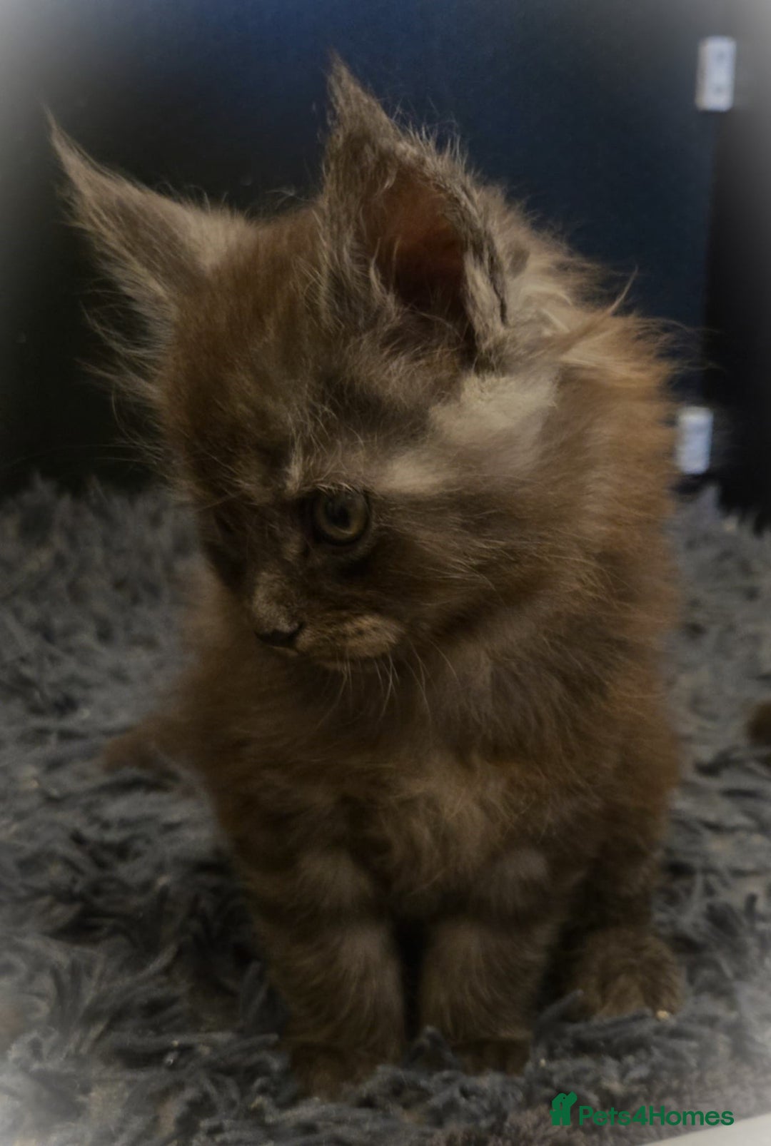 Maine Coon cats for sale: GCCF Maine Coon kittens  - Advert 32