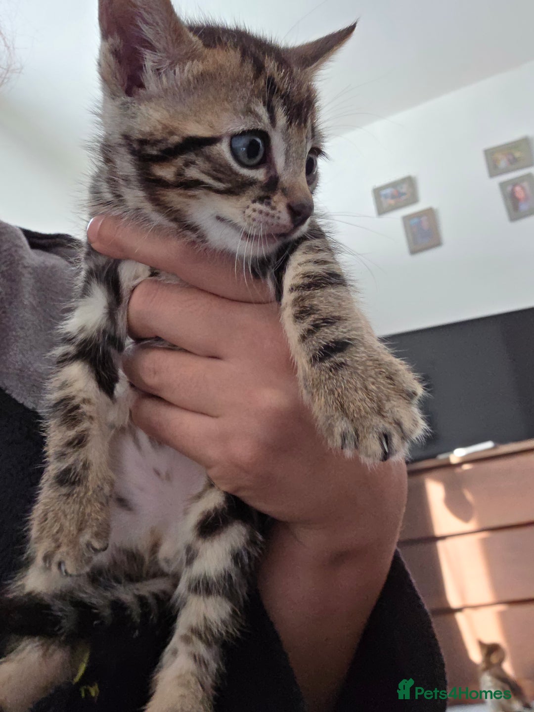 Bengal cats for sale: Mixed Tabby x Bengal Kittens – 2 Males Left 🐾 - Image 5