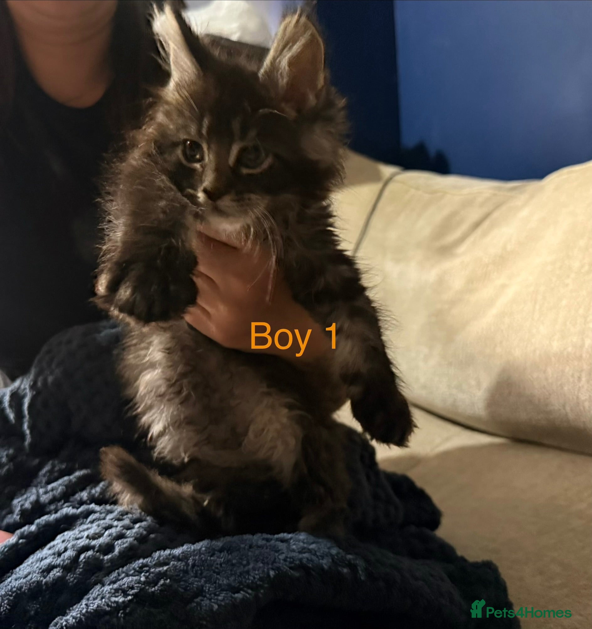 Maine Coon cats Stunning Pure bred tica registered Mainecoons  - Advert 5