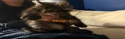 Maine Coon cats for sale: Stunning Pure bred tica registered Mainecoons  - Advert 4