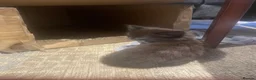 Mixed Breed cats for sale: 3 gorgeous fluffy kittens for sale - Advert 6