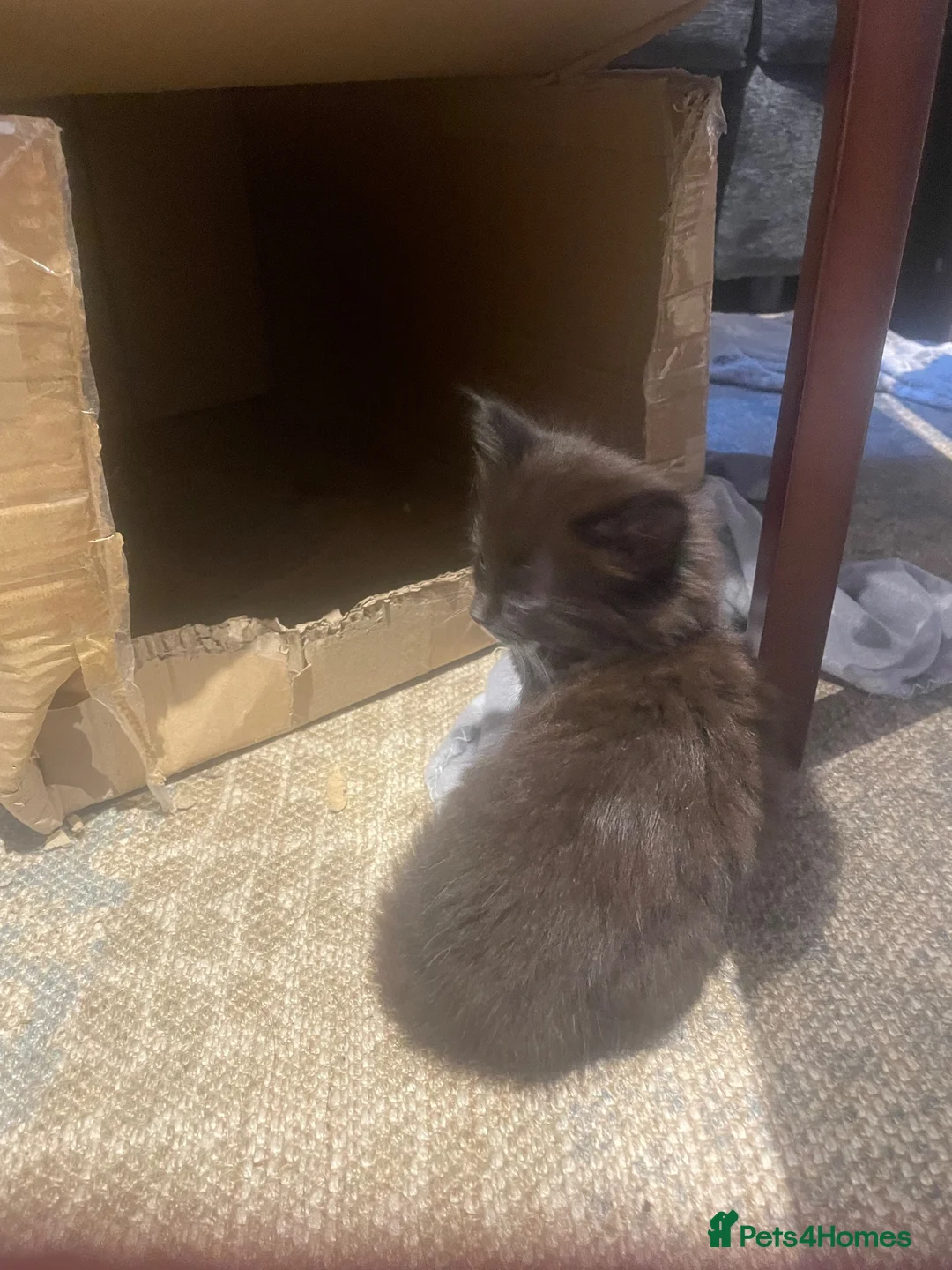 Mixed Breed cats for sale: 3 gorgeous fluffy kittens for sale - Advert 6