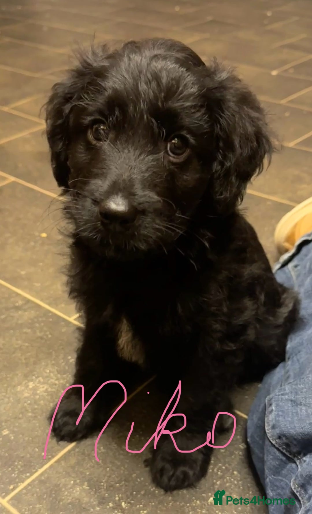 Mixed Breed dogs for sale: Solid, vacc'd, chipped. Mixed breed pups born 7/10 - Advert 4