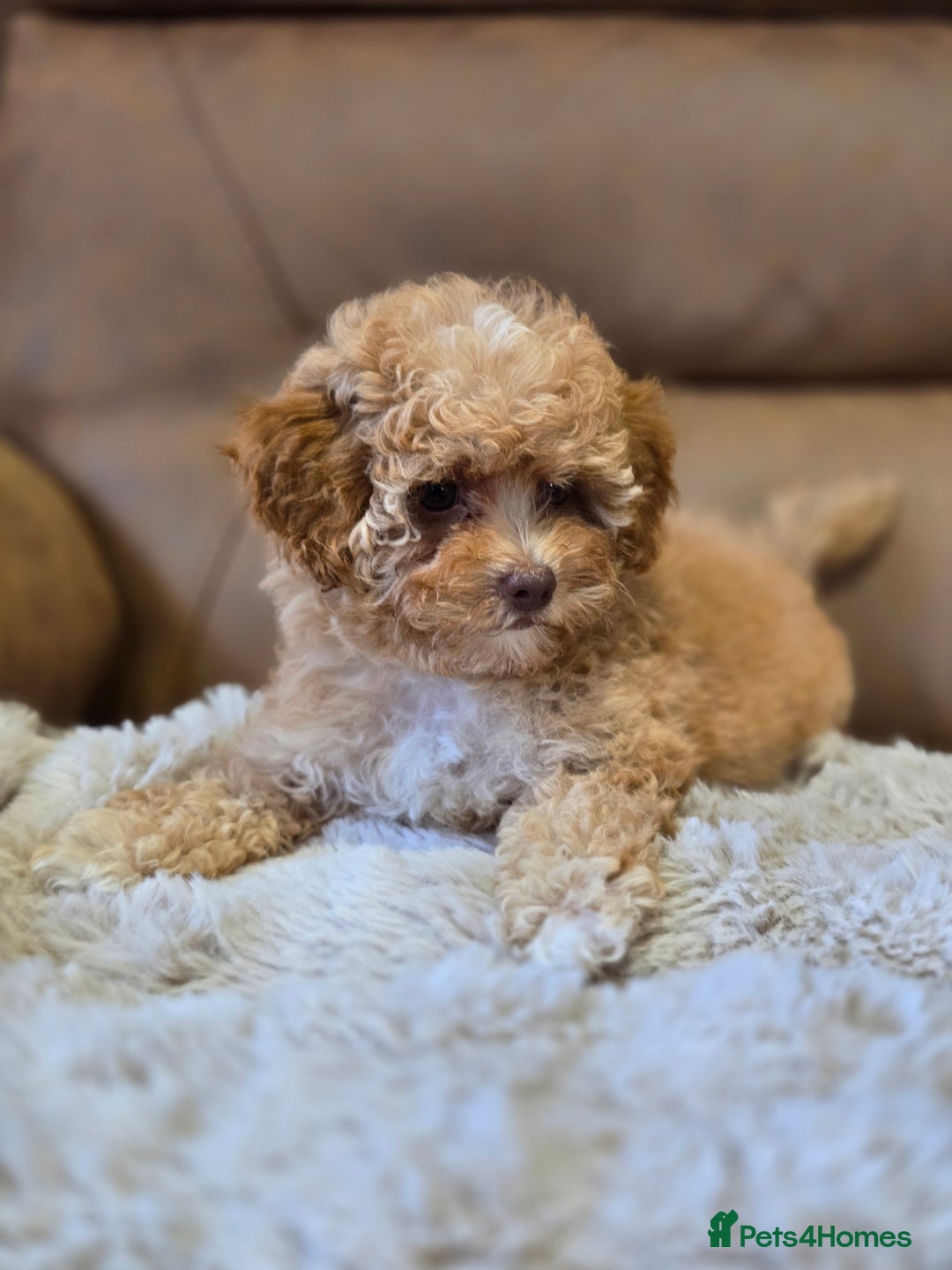 Cavapoo dogs for sale: 1 SMALL RED GIRL READY TO GO NOW!!  - Image 10
