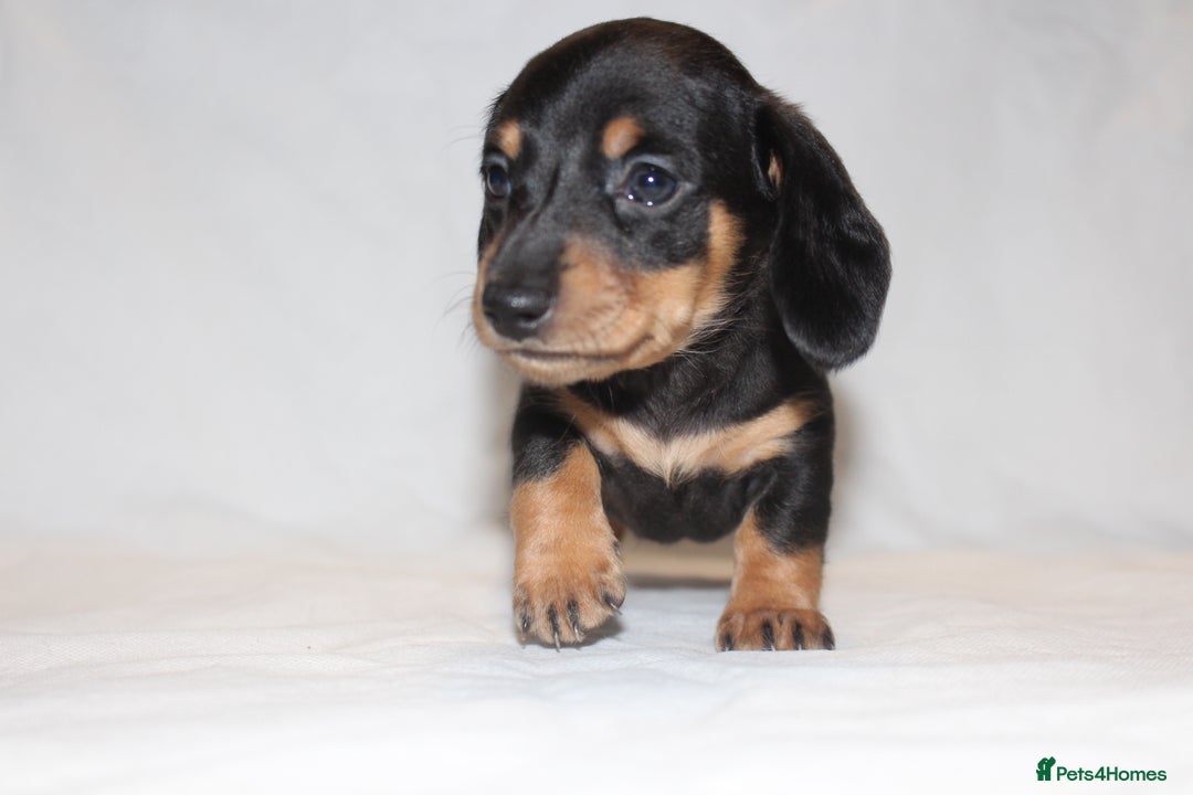 Miniature Dachshund dogs for sale: 🐾❤️ Precious Miniature Dapple Dachshunds ❤️🐾 - Image 6