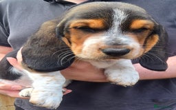 Basset Hound dogs for sale: Beautiful Basset Hound puppies for sale  - Image 8