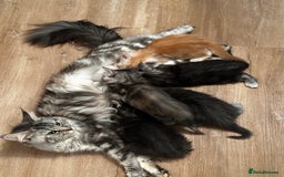 Maine Coon cats for sale: GCCF Maine coon kittens  - Image 17