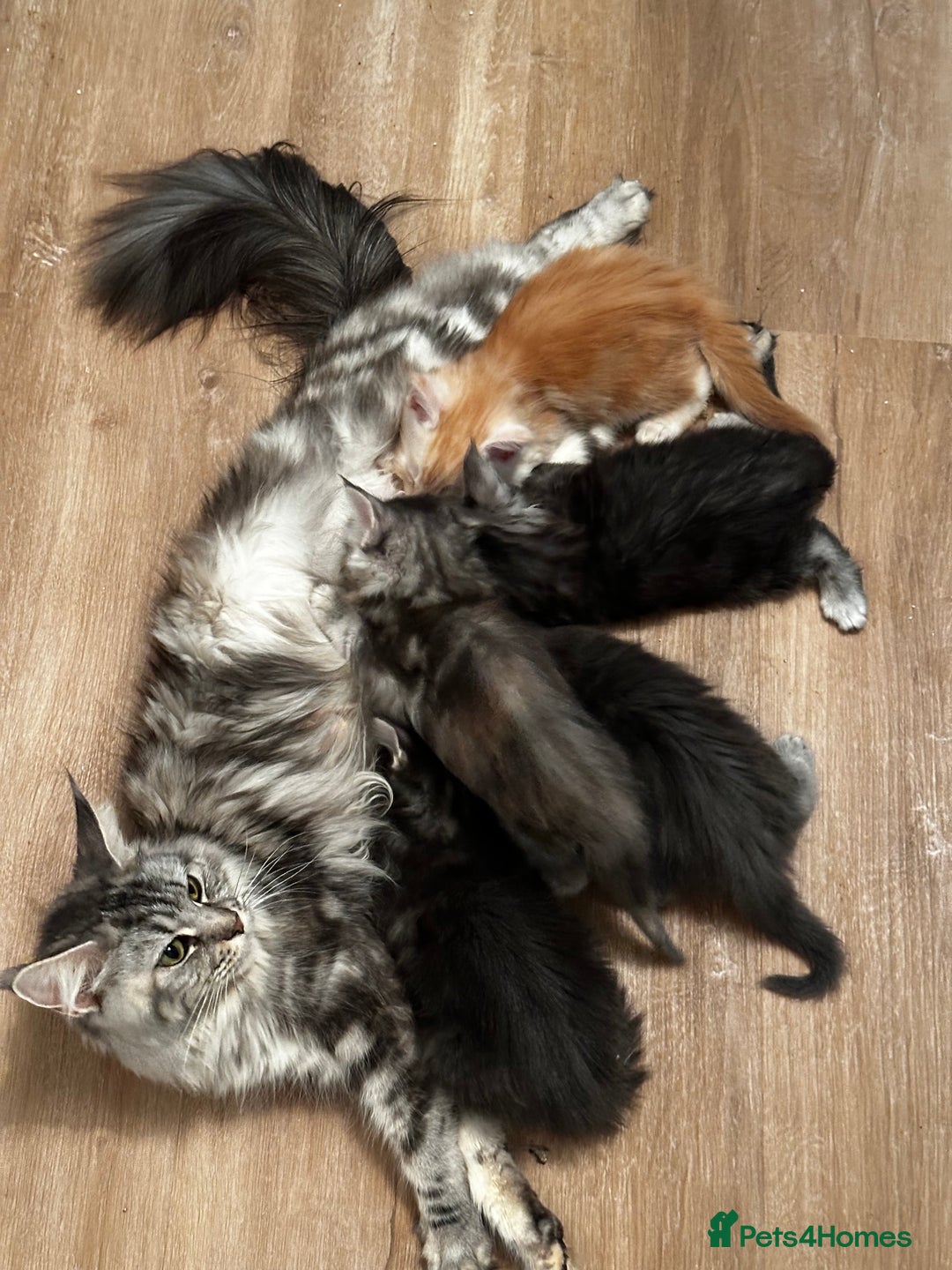 Maine Coon cats for sale: GCCF Maine coon kittens  - Image 17
